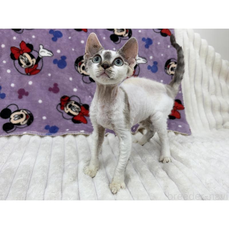 販売中の東京都のデボンレックス-127518