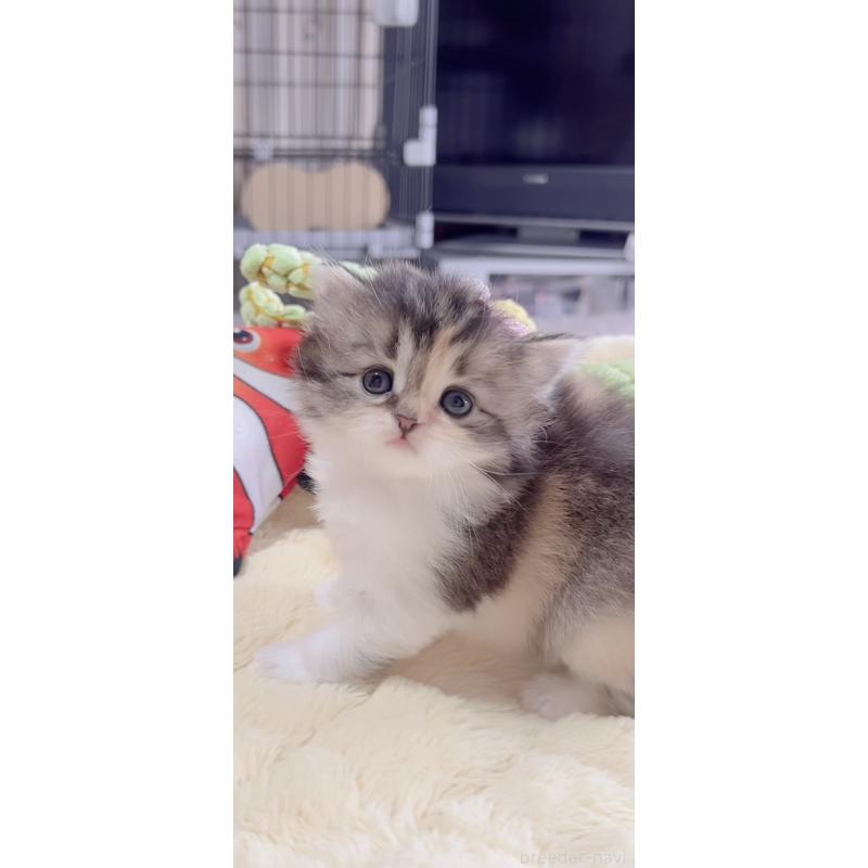 販売中の岐阜県のスコティッシュフォールド-136119の2枚目