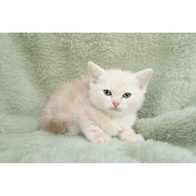 販売中の東京都のアメリカンショートヘア-135392