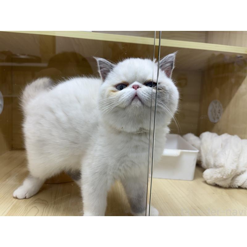 販売中の東京都のエキゾチックショートヘア-130012