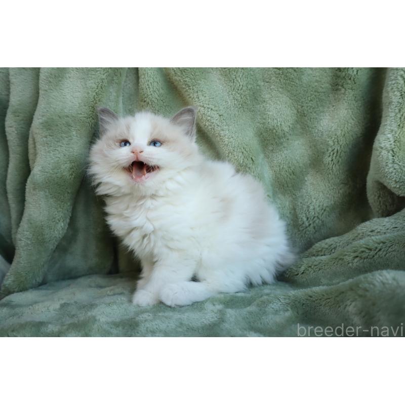 販売中の東京都のラグドール-134928