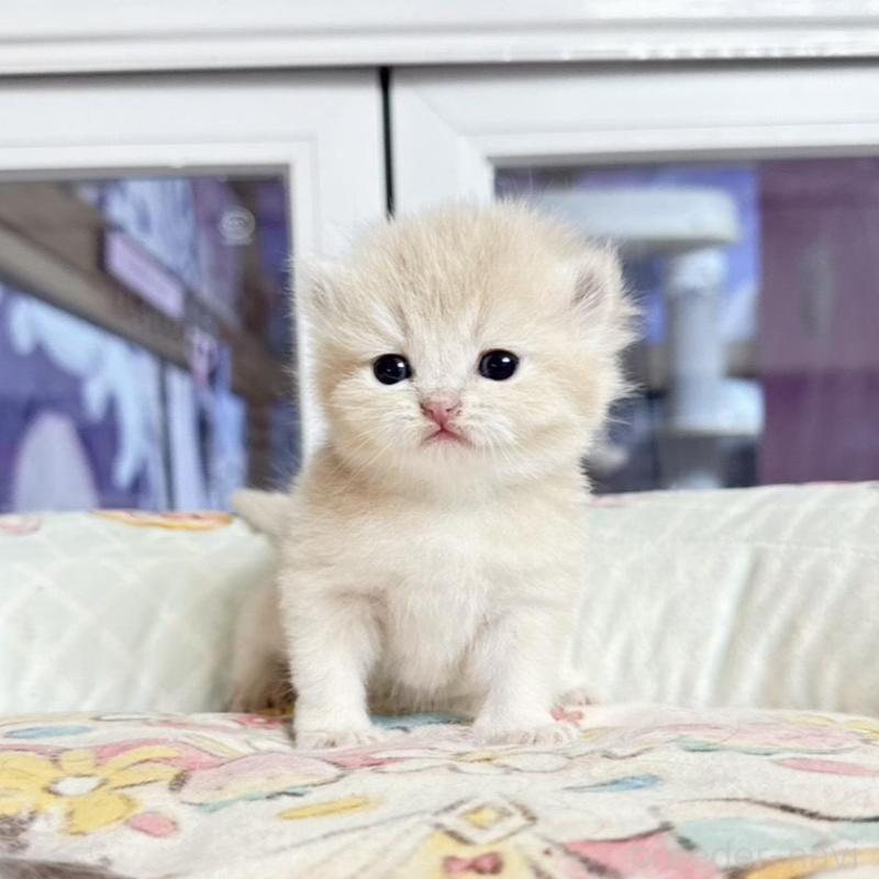 販売中の千葉県のブリティッシュショートヘア-136120の5枚目