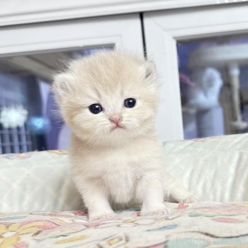 販売中の千葉県のブリティッシュショートヘア-136120