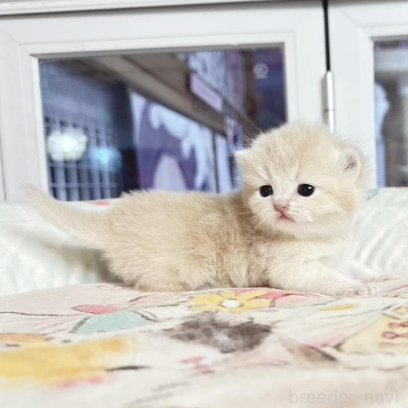 販売中の千葉県のブリティッシュショートヘア-136120の4枚目