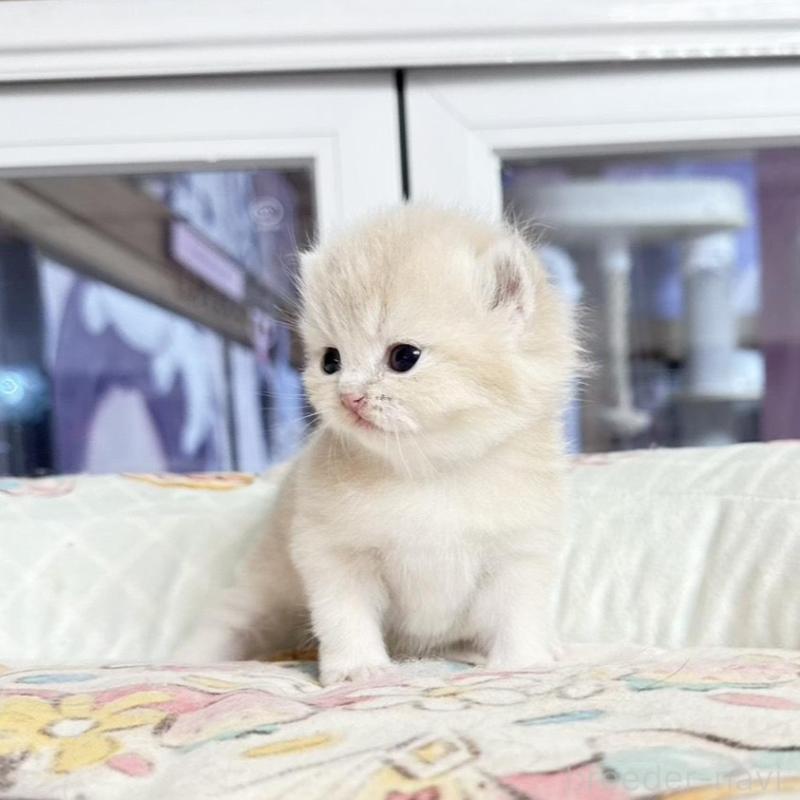 販売中の千葉県のブリティッシュショートヘア-136120の3枚目