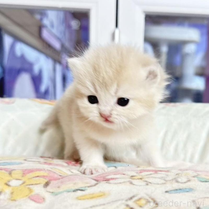 販売中の千葉県のブリティッシュショートヘア-136120の2枚目