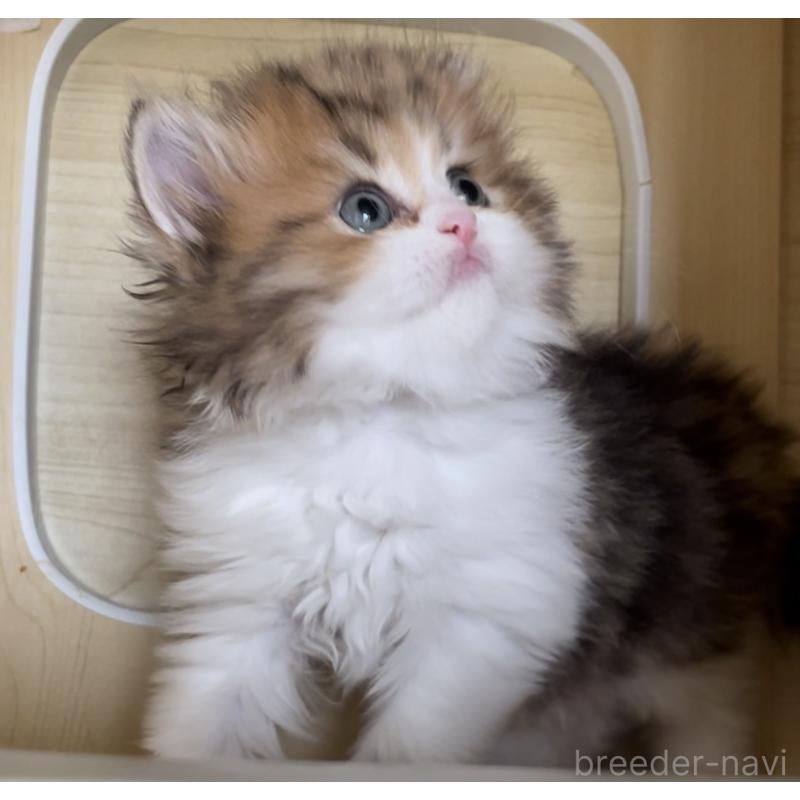 販売中の愛知県のミヌエット-136125の16枚目