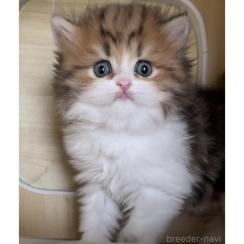 販売中の愛知県のミヌエット-136125の14枚目