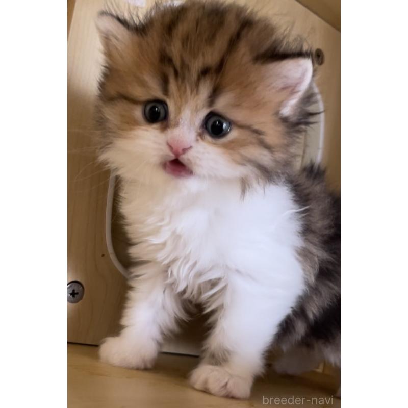 販売中の愛知県のミヌエット-136125の13枚目