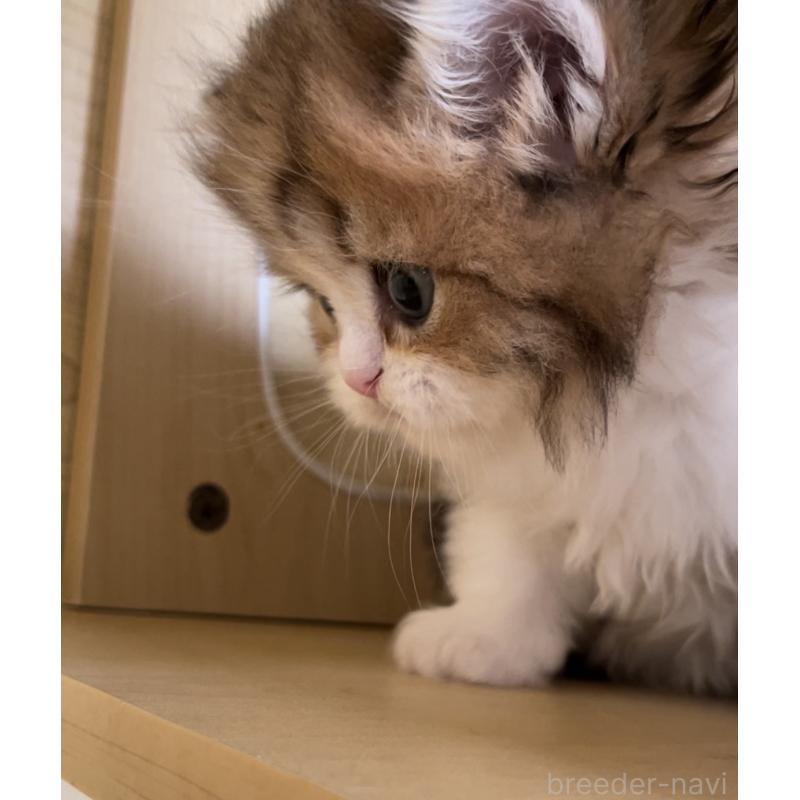 販売中の愛知県のミヌエット-136125の12枚目