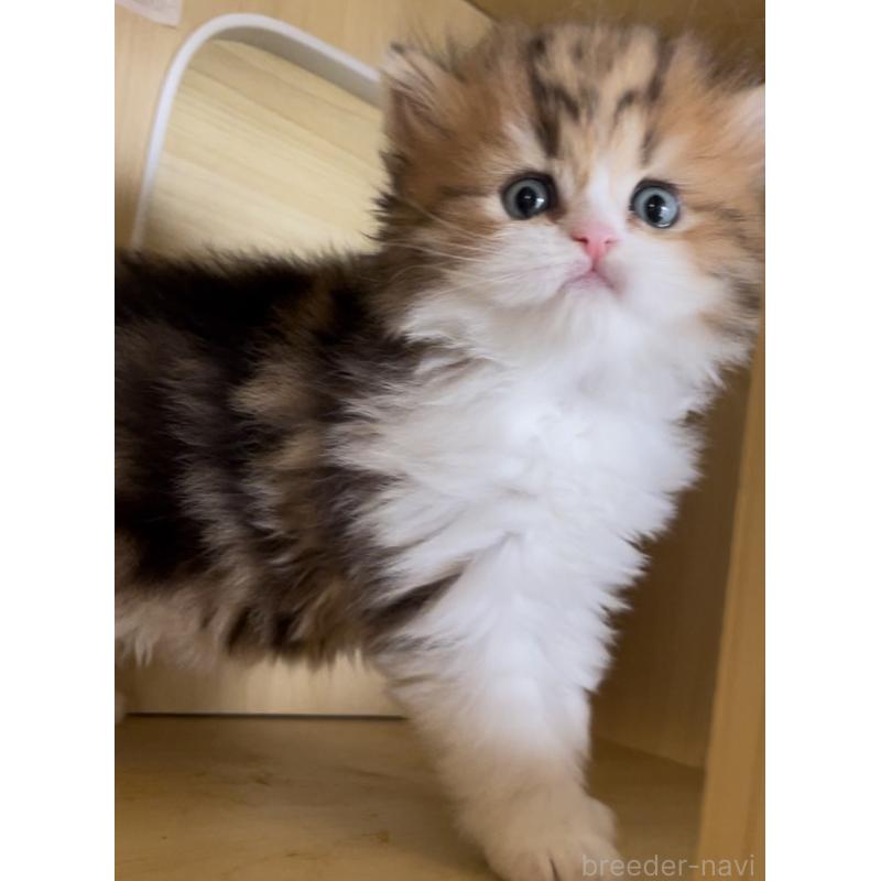 販売中の愛知県のミヌエット-136125の11枚目