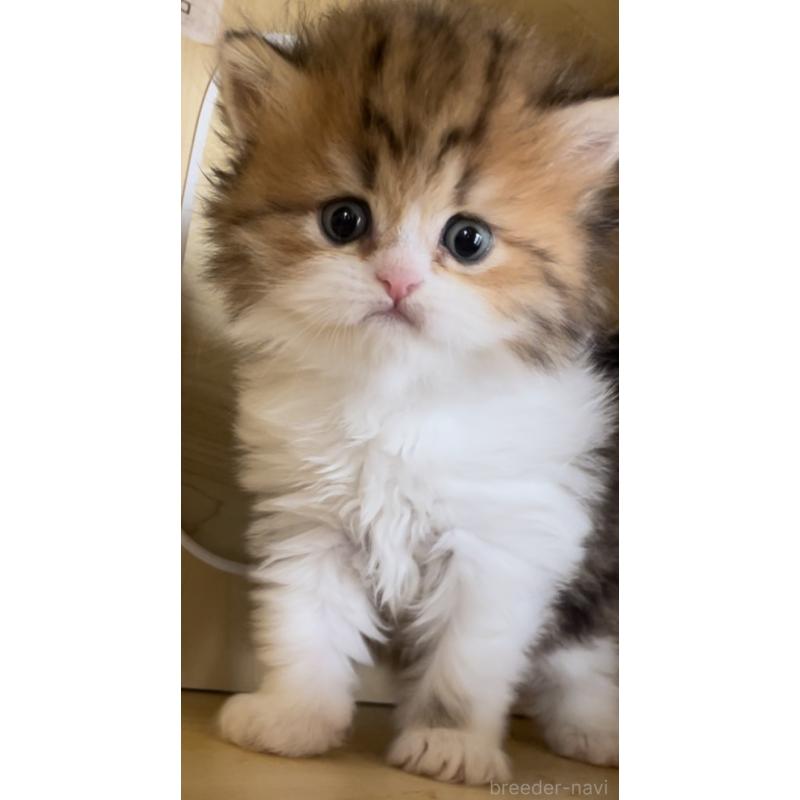 販売中の愛知県のミヌエット-136125の9枚目