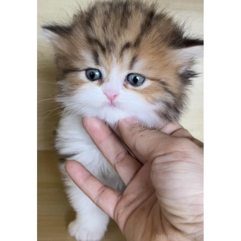 販売中の愛知県のミヌエット-136125の8枚目