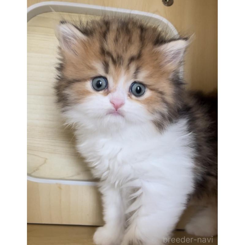 販売中の愛知県のミヌエット-136125の6枚目