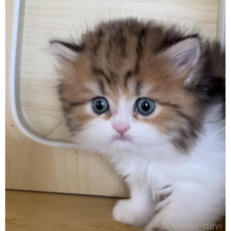 販売中の愛知県のミヌエット-136125の5枚目