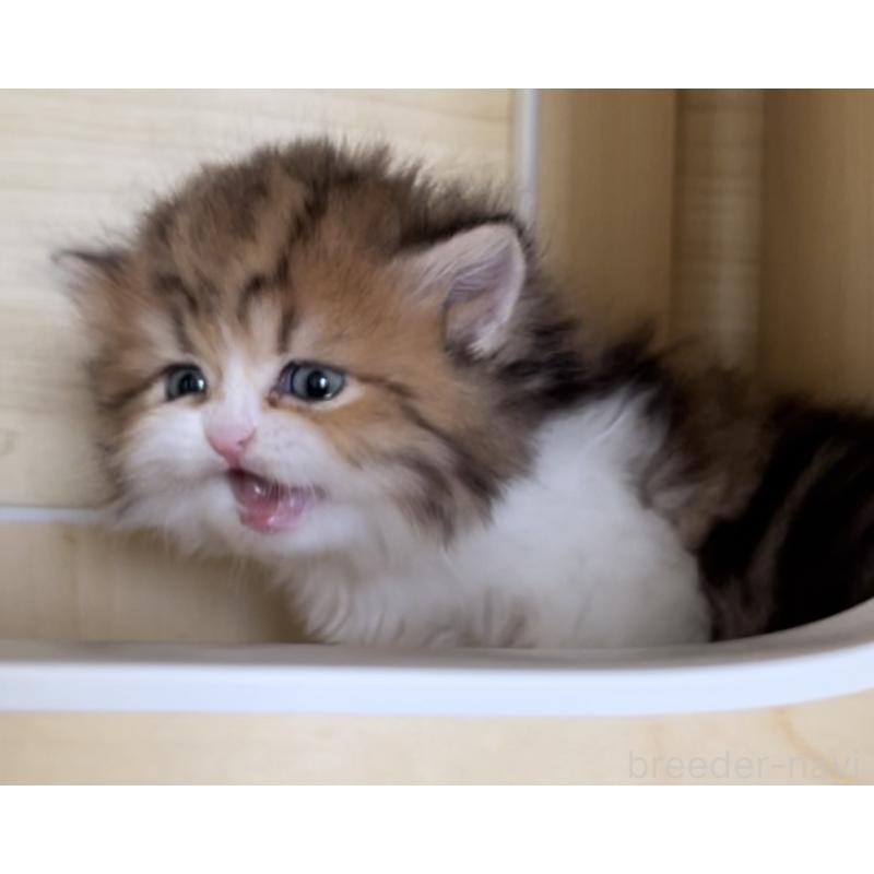 販売中の愛知県のミヌエット-136125の3枚目