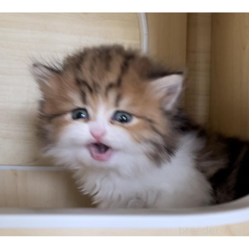 販売中の愛知県のミヌエット-136125の2枚目