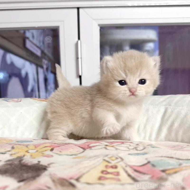 販売中の千葉県のブリティッシュショートヘア-136121の5枚目