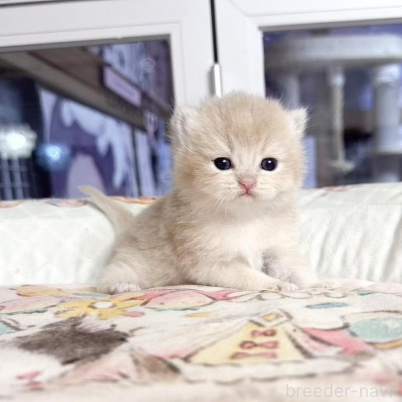 販売中の千葉県のブリティッシュショートヘア-136121の4枚目