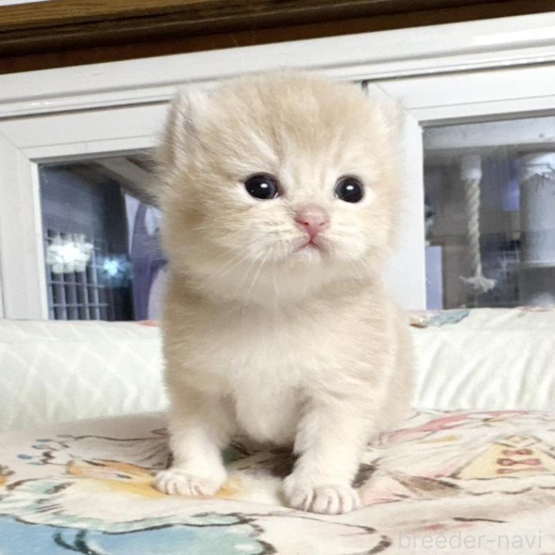 販売中の千葉県のブリティッシュショートヘア-136121の2枚目