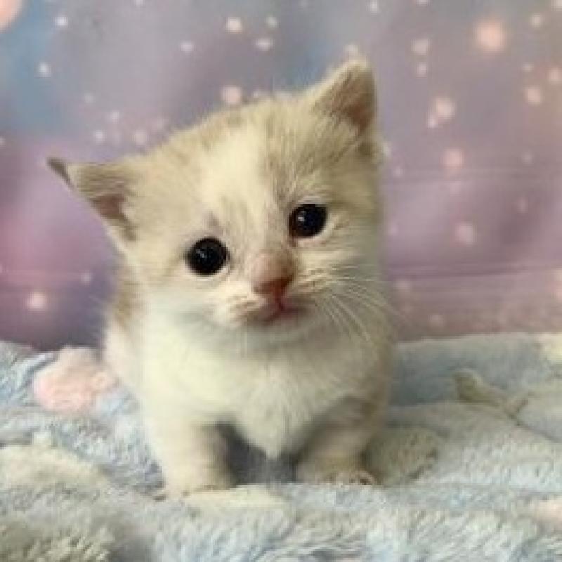 販売中の大阪府のマンチカン(短足)-136122の6枚目