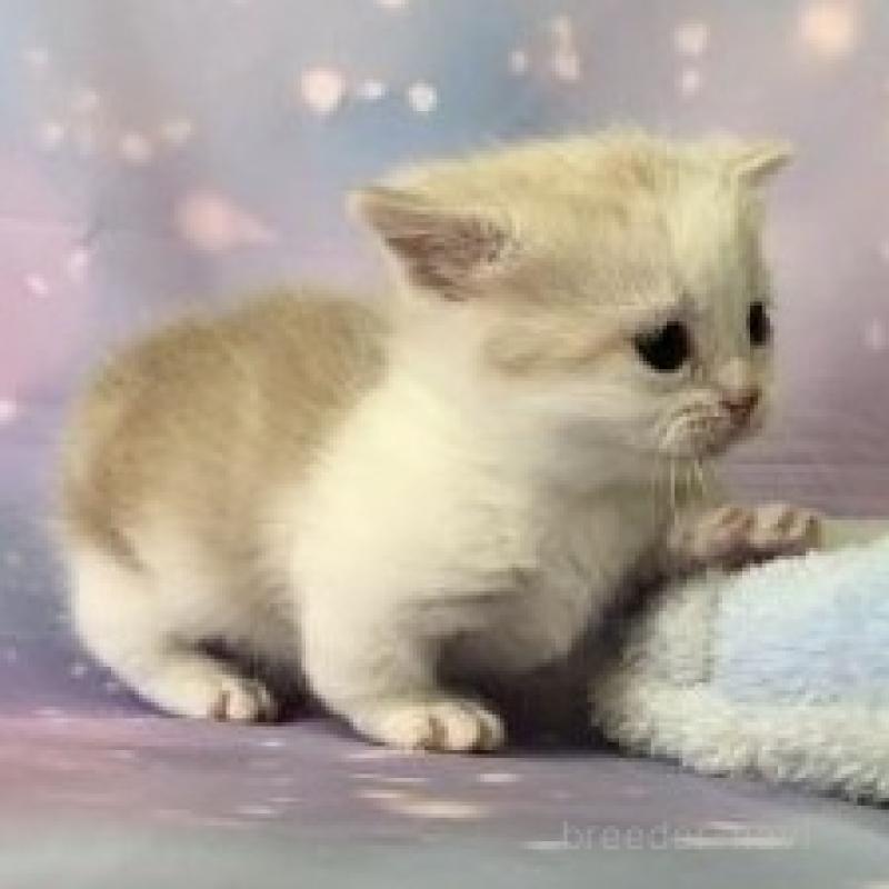 販売中の大阪府のマンチカン(短足)-136122の5枚目