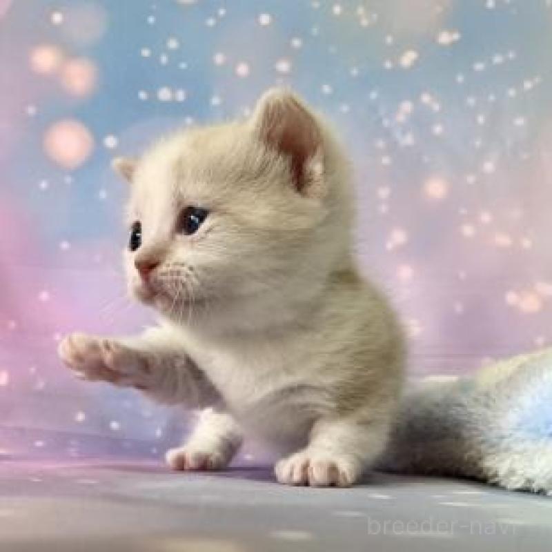 販売中の大阪府のマンチカン(短足)-136122の4枚目