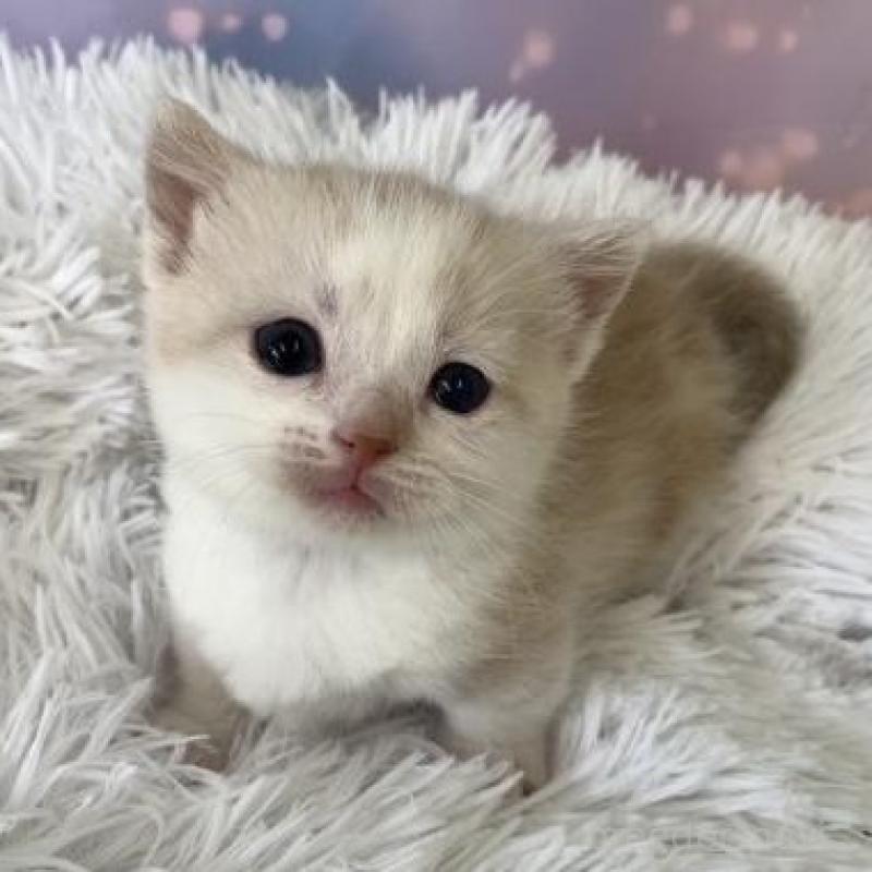 販売中の大阪府のマンチカン(短足)-136122の2枚目