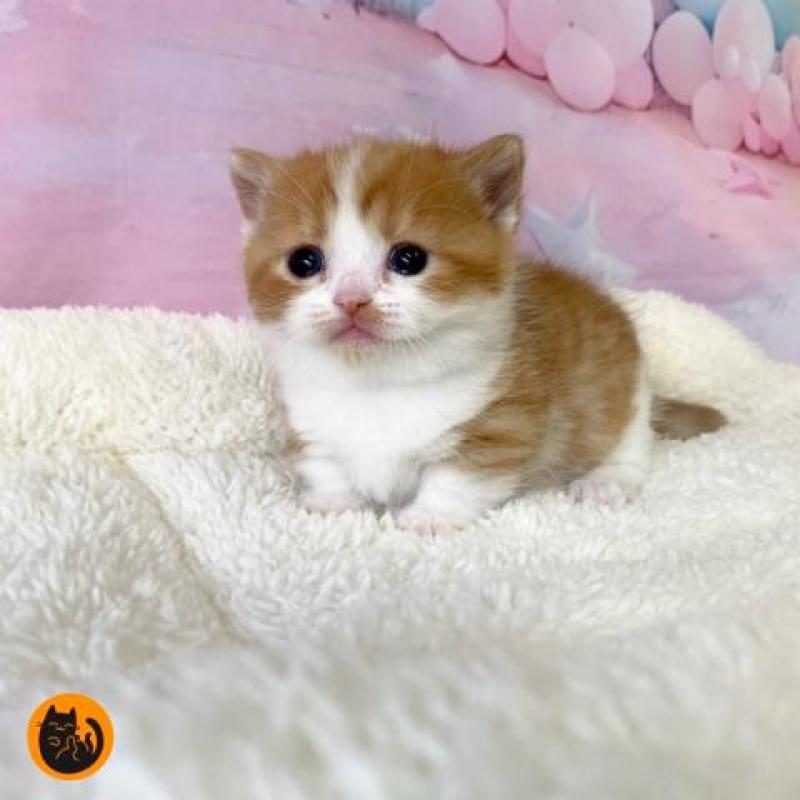 販売中の大阪府のマンチカン(短足)-136123