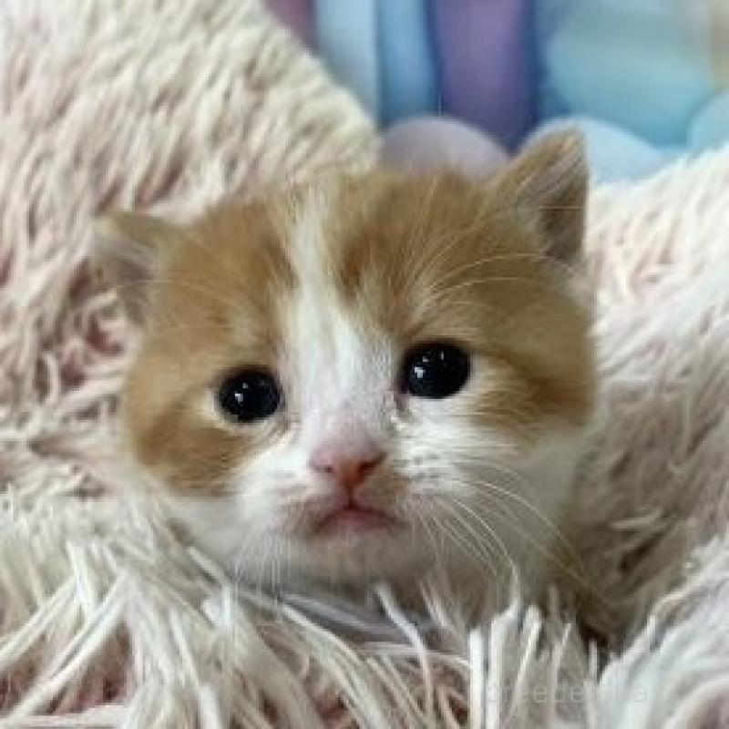 販売中の大阪府のマンチカン(短足)-136123の6枚目