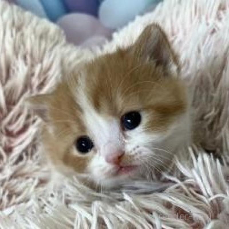 販売中の大阪府のマンチカン(短足)-136123の5枚目