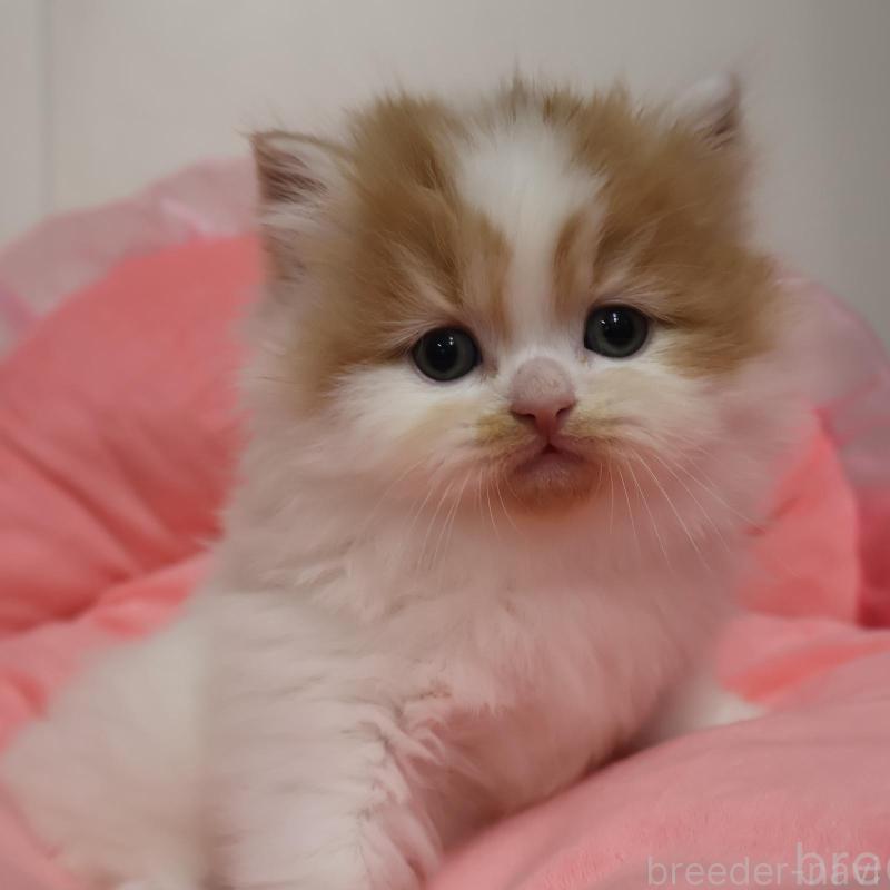 販売中の東京都のスコティッシュフォールド-136126