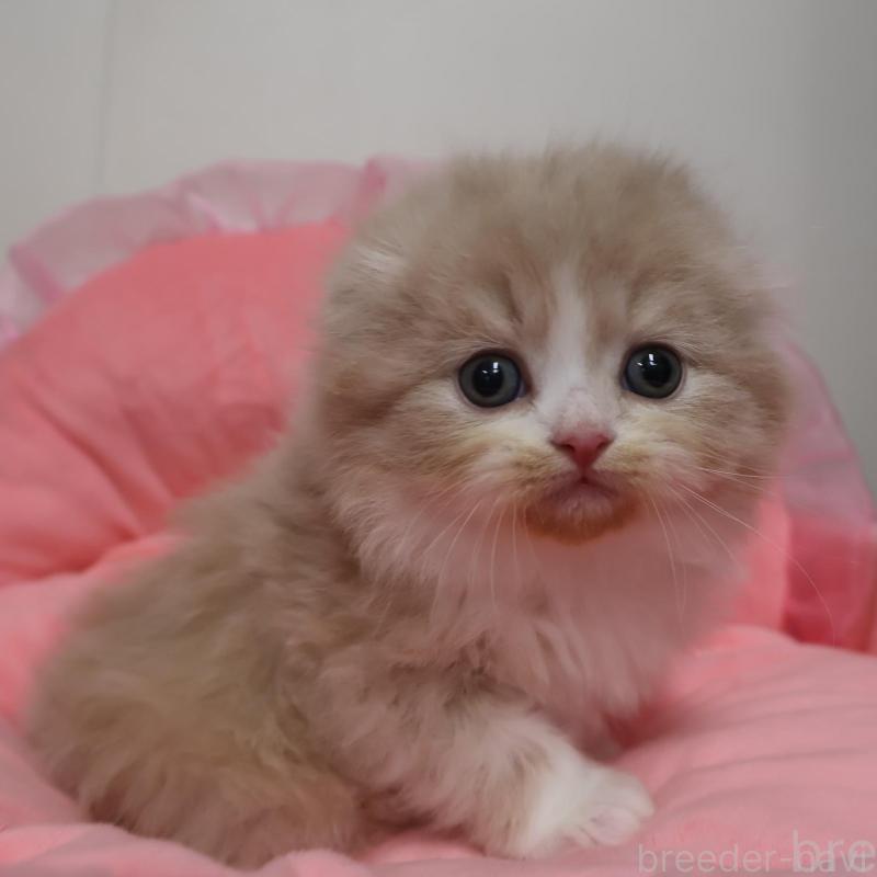 販売中の東京都のスコティッシュフォールド(折れ耳)-136127の1枚目