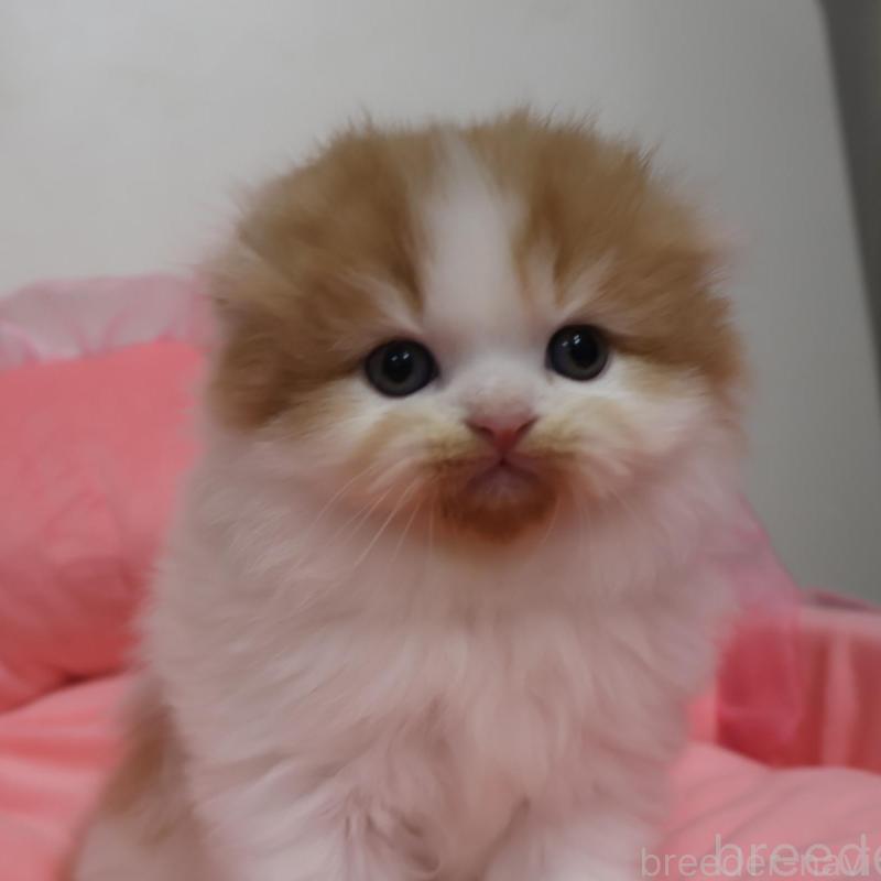 販売中の東京都のスコティッシュフォールド(折れ耳)-136128