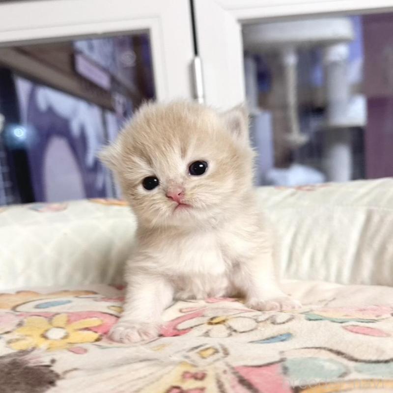 販売中の千葉県のブリティッシュショートヘア-136129