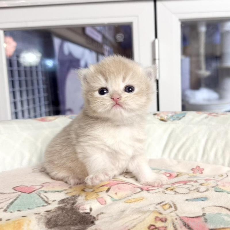 販売中の千葉県のブリティッシュショートヘア-136129の5枚目