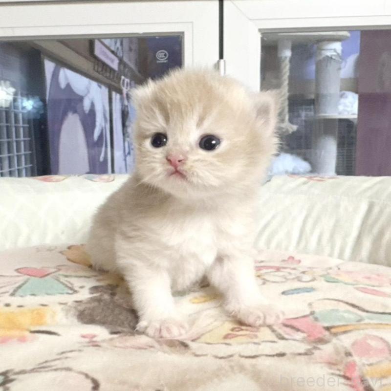 販売中の千葉県のブリティッシュショートヘア-136129の4枚目