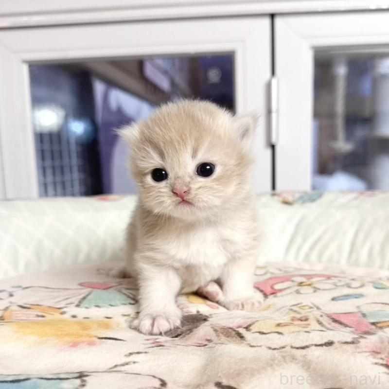 販売中の千葉県のブリティッシュショートヘア-136129の3枚目