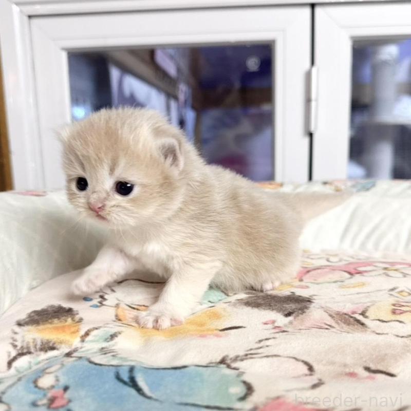 販売中の千葉県のブリティッシュショートヘア-136129の2枚目