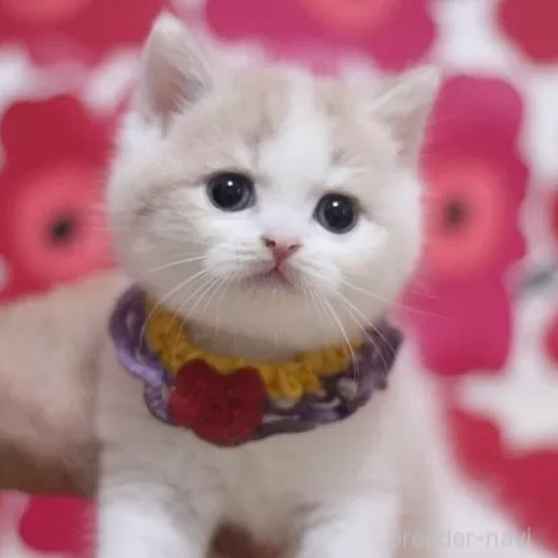 販売中の東京都のスコティッシュフォールド-136130の3枚目