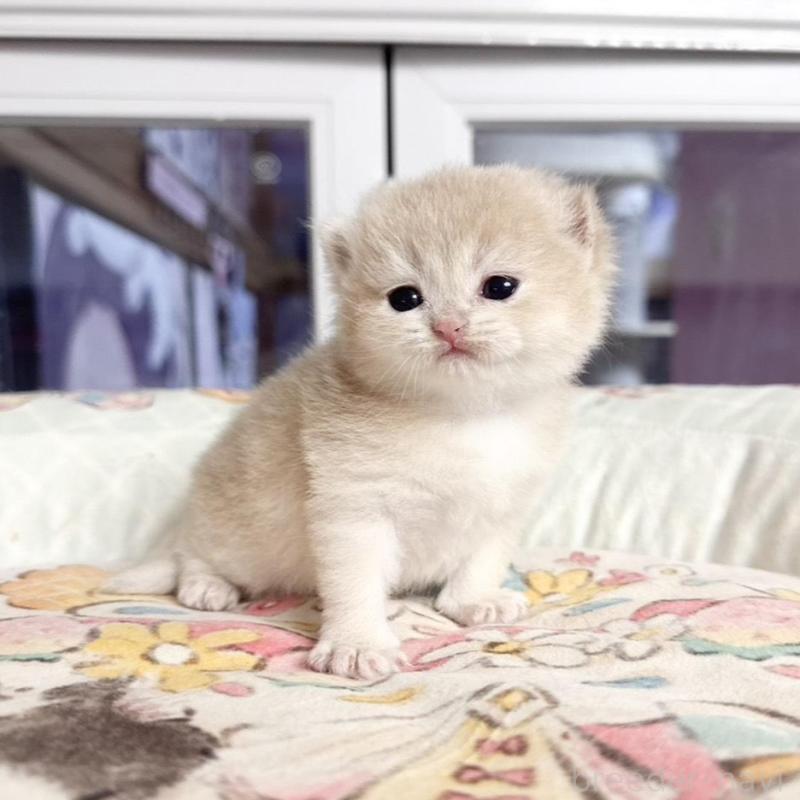 販売中の千葉県のブリティッシュショートヘア-136131の5枚目