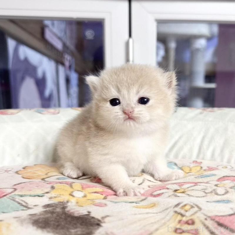 販売中の千葉県のブリティッシュショートヘア-136131の4枚目