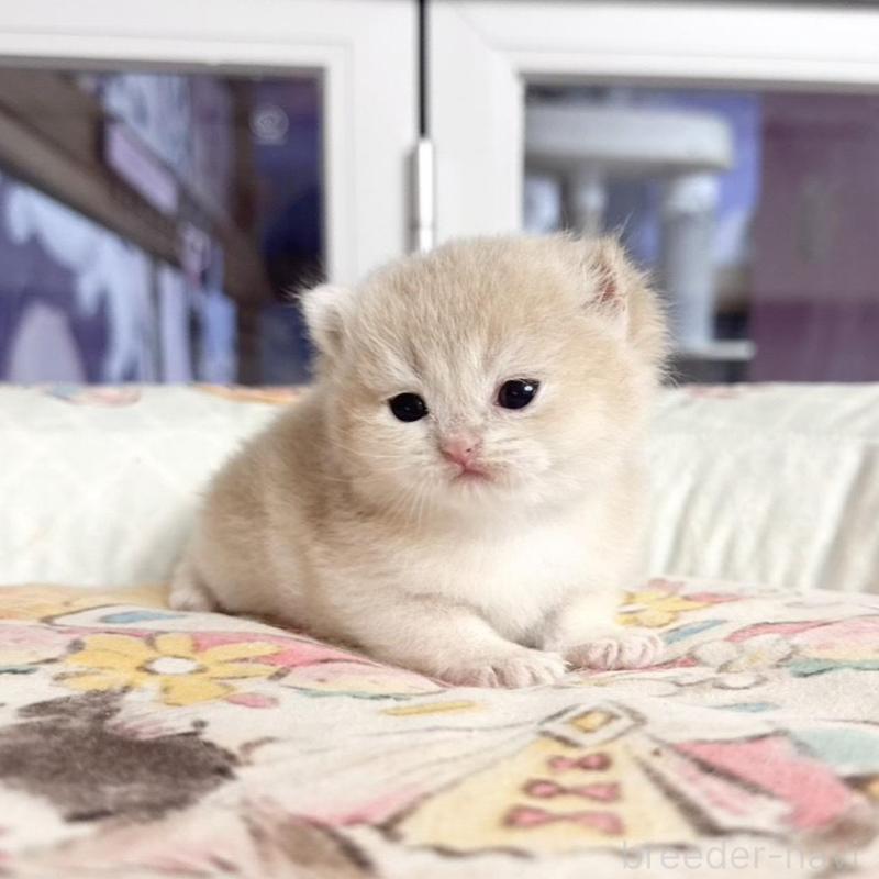 販売中の千葉県のブリティッシュショートヘア-136131の3枚目