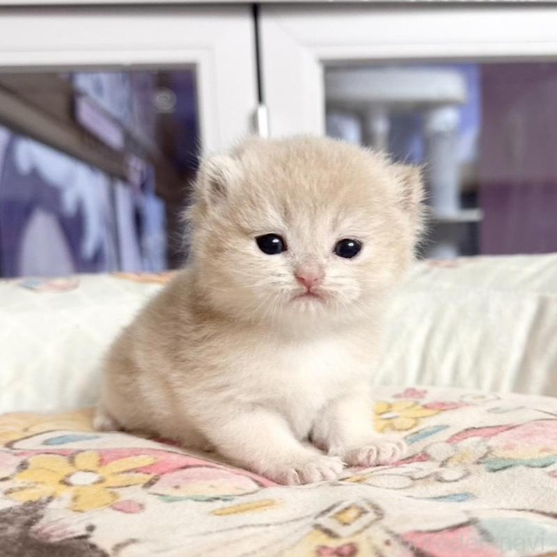 販売中の千葉県のブリティッシュショートヘア-136131の1枚目