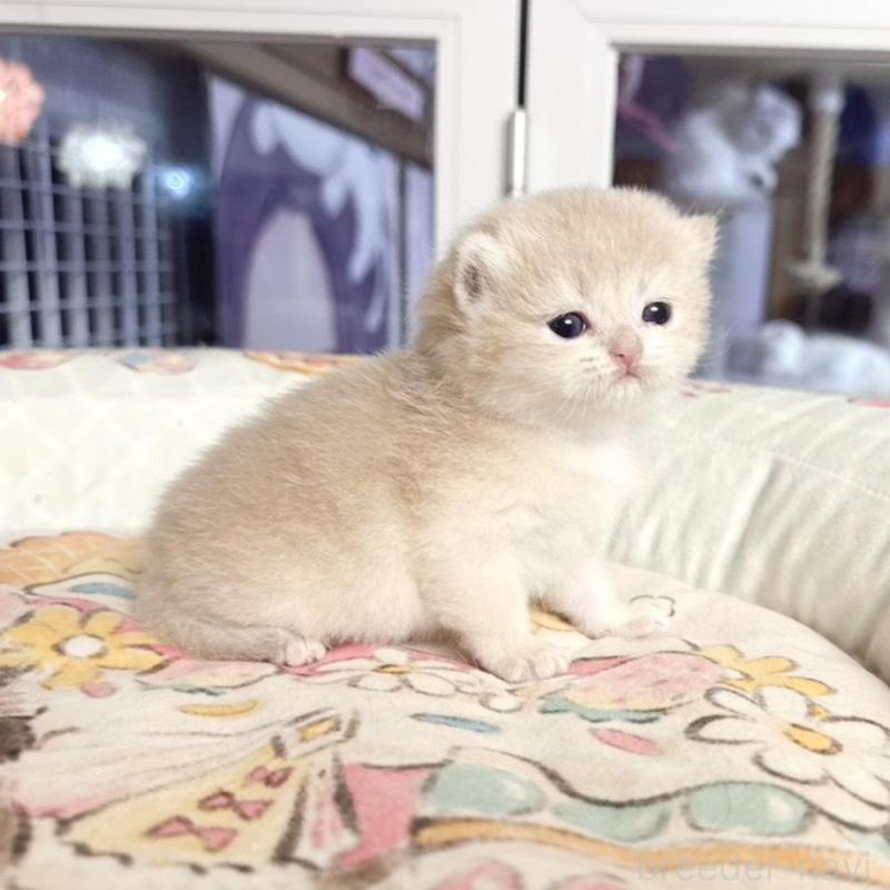 販売中の千葉県のブリティッシュショートヘア-136131の2枚目