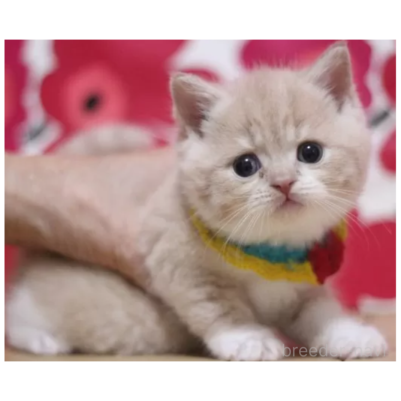 販売中の東京都のスコティッシュフォールド-136132の3枚目