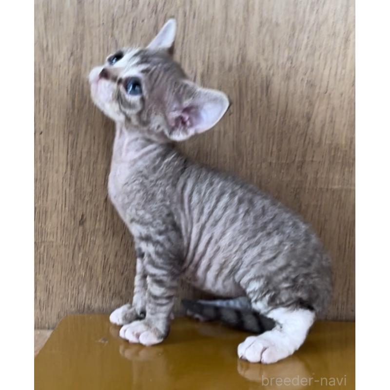 販売中の愛知県のデボンレックス-136134の9枚目