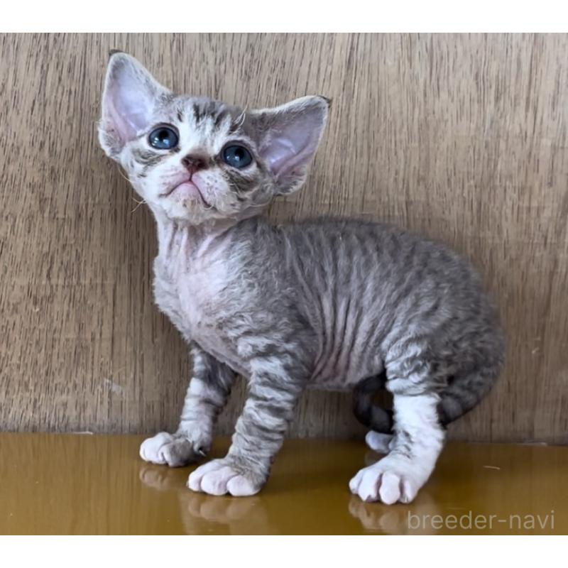 販売中の愛知県のデボンレックス-136134の8枚目