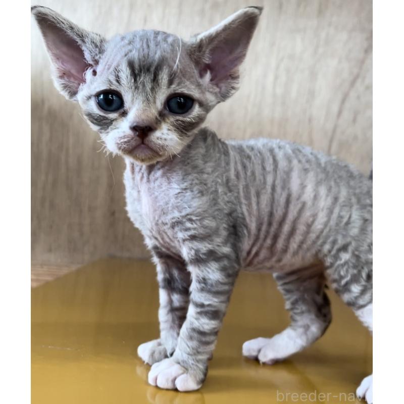 販売中の愛知県のデボンレックス-136134の6枚目