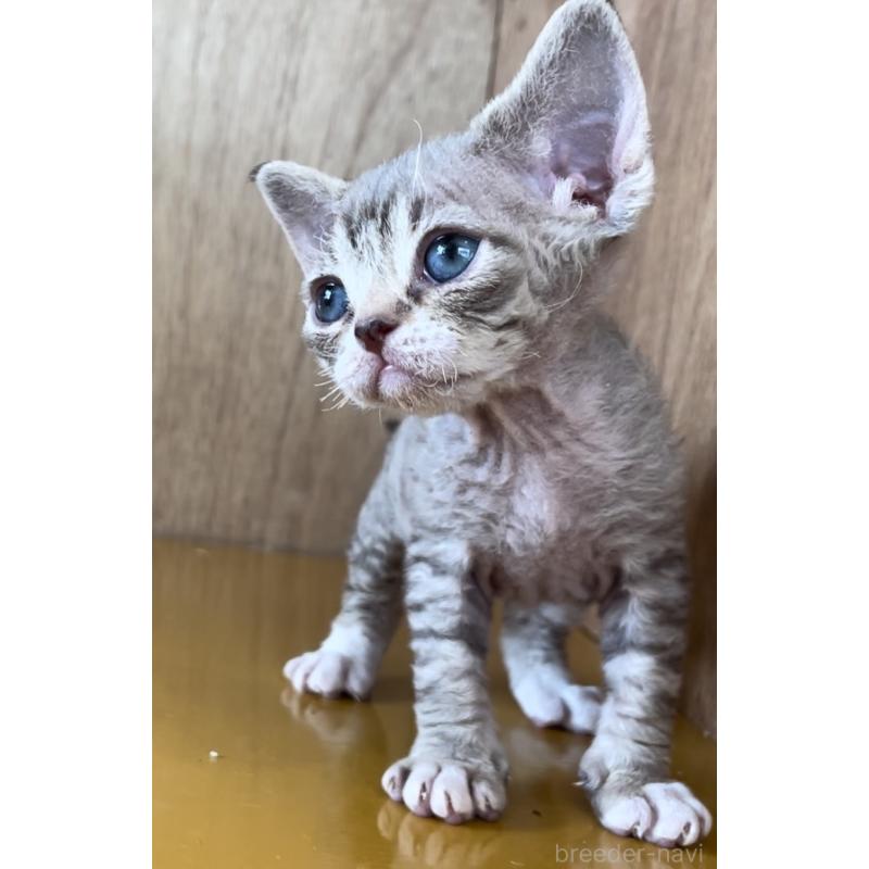 販売中の愛知県のデボンレックス-136134の3枚目